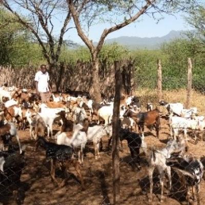Goats Being Inspected At The Goat Shed Before Releasing The To The Fields In The Morning