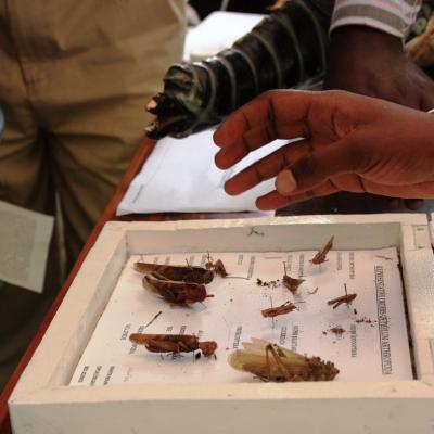 Open and Recognition Day